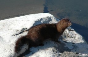 ep vison americano una especie invasoraeuropa