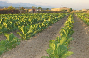 ep archivo   cultivo de tabaco extremadura