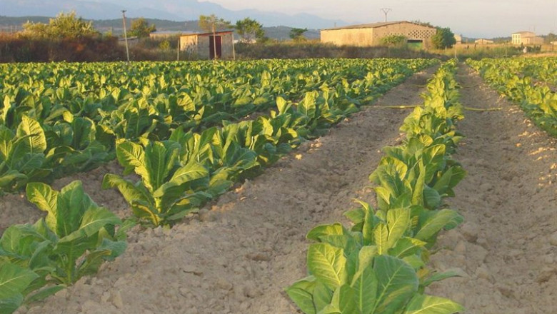ep archivo   cultivo de tabaco extremadura