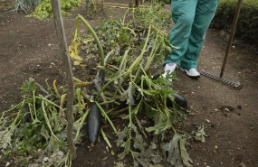ep archivo   huerta de calabacines y calabazas agujereadas y aplastadas por el granizo