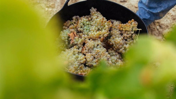 ep archivo   uvas blancas de rioja
