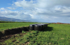 ep archivo   vacas pastando en busto