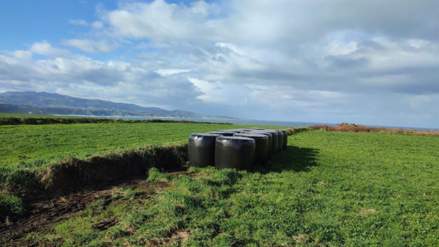 ep archivo   vacas pastando en busto