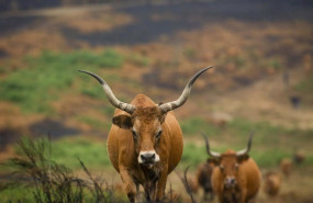 ep archivo   varias vacas en terrenos calcinados de la ganaderia de alta montana de mario nogueira a