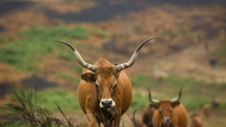 ep archivo   varias vacas en terrenos calcinados de la ganaderia de alta montana de mario nogueira a