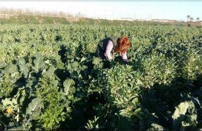 ep cultivo