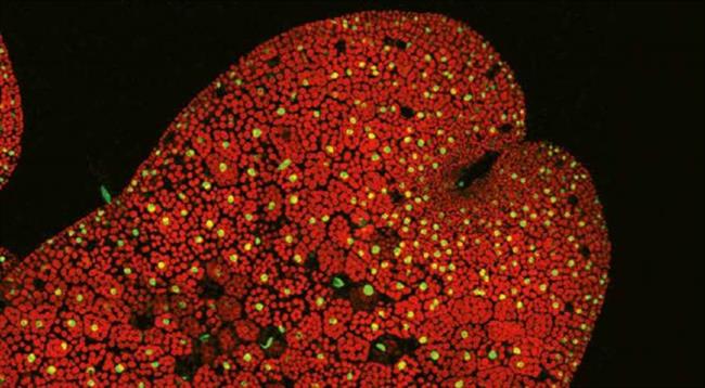 Imagen de co-receptor de la hormona vegetal descubierta, dinor-OPDA | CNB ep imagenco-receptorla hormona vegetal descubierta dinor-opda