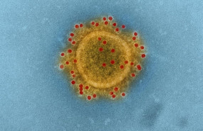 ep mers coronavirus ep mers coronavirus