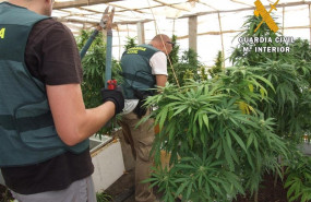 ep operacion oquedad de la guardia civil por la que se halla marihuana en una antigua explotacion