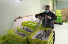ep un trabajador maneja pescado en cajas de plastico en la lonja de a coruna