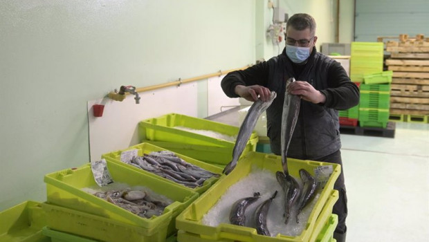 ep un trabajador maneja pescado en cajas de plastico en la lonja de a coruna