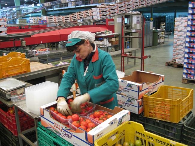 Una Trabajadora De La Industria Auxiliar Empaqueta Tomates | EUROPA PRESS/JUNTA DE ANDALUCÍA ep una trabajadorala industria auxiliar empaqueta tomates