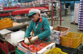 ep una trabajadorala industria auxiliar empaqueta tomates