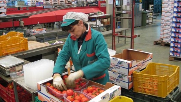 ep una trabajadorala industria auxiliar empaqueta tomates