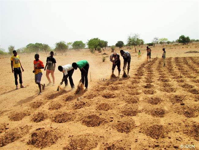 Agricultores preparan el suelo en la villa de Tougou, en Burkina Faso | UICN-ONU ep agricultores preparansuelola villatougou en burkina faso