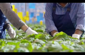 ep archivo   agricultores trabajando con plantas