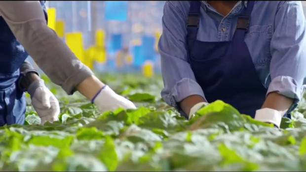 ep archivo   agricultores trabajando con plantas