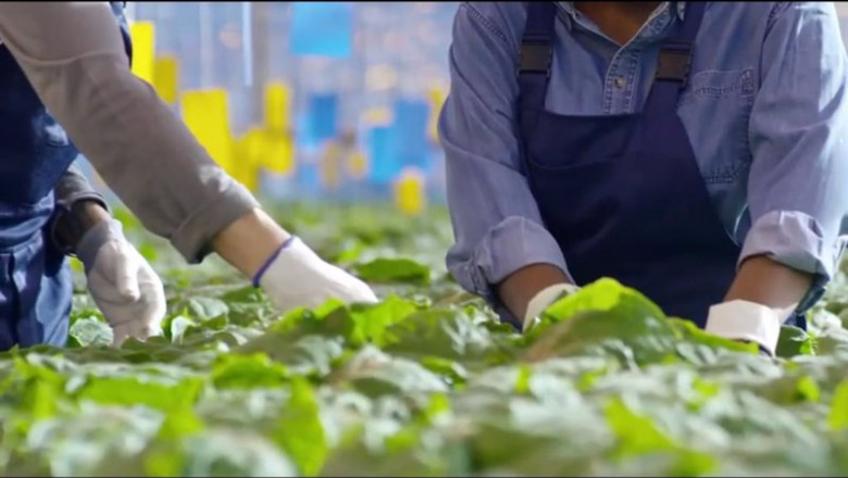 ep archivo   agricultores trabajando con plantas