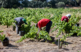 ep archivo   trabajadores agrarios recogiendo la uva