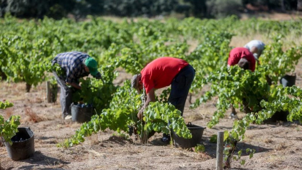 ep archivo   trabajadores agrarios recogiendo la uva