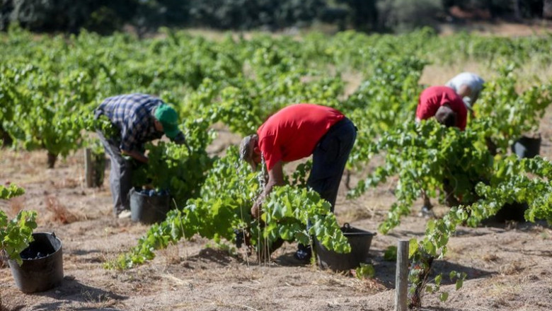 ep archivo   trabajadores agrarios recogiendo la uva
