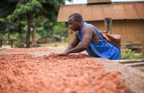 ep archivo   tratamiento del cacao