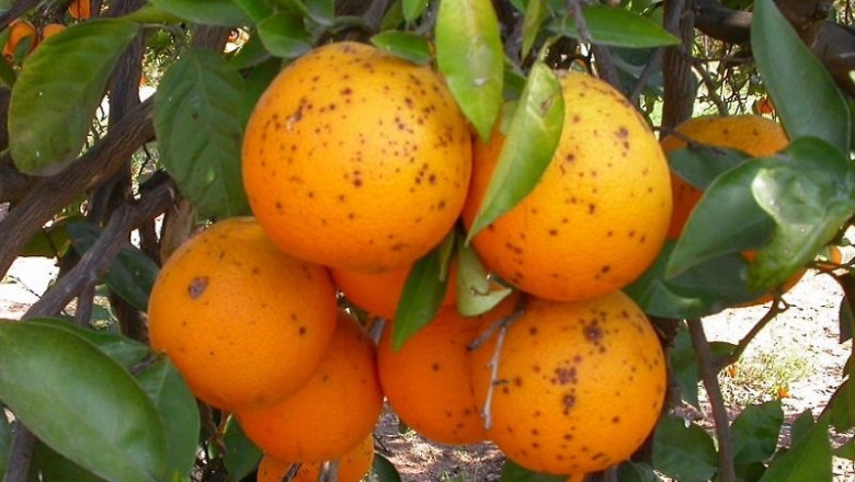 Naranja con manchas | UNIÓN DE UNIONES ep naranja con manchas
