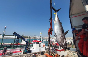 ep primera levanta del atun rojo en la almadraba de barbate