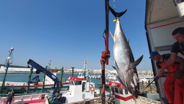 ep primera levanta del atun rojo en la almadraba de barbate