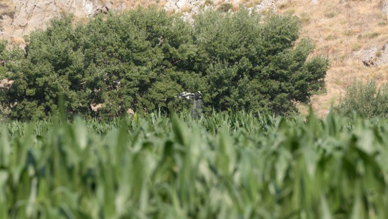ep un dron fertilizante vuela durante la presentacion del plan estatal de fertilizantes en la finca