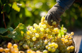 ep vendimia en bodegas barbadillo