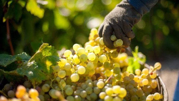 ep vendimia en bodegas barbadillo