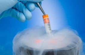 1616410313 congelar embriones