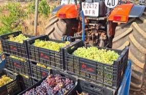 ep agricultor con parte de la uva recogida en la vendimia de 2024