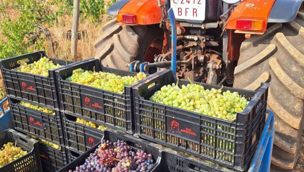 ep agricultor con parte de la uva recogida en la vendimia de 2024