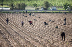 ep archivo   jornaleros trabajando en el campo