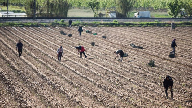 ep archivo   jornaleros trabajando en el campo