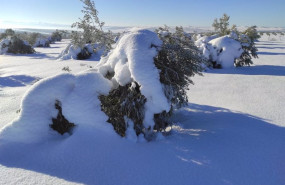 ep archivo   olivos con nieve tras el paso de filomena por espana