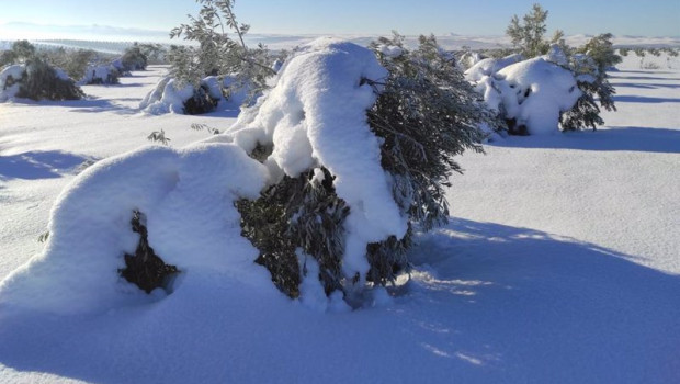 ep archivo   olivos con nieve tras el paso de filomena por espana