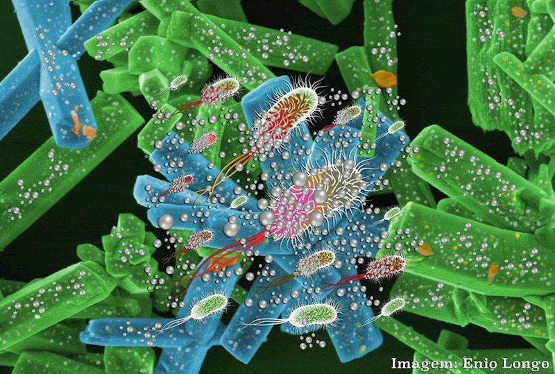 ep ataque bacterias