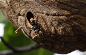ep avispa asiatica