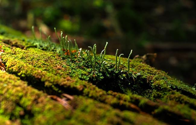 Detalle de un bosque del Parque Nacional de Ordesa | GOBIERNO DE ARAGÓN ep detalleun bosqueparque nacionalordesa
