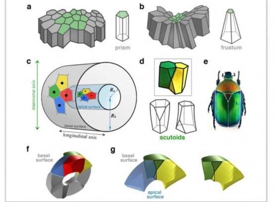 Forma geométrica nueva, el escutoide, descubierta por científicos españoles | UNIVERSIDAD DE SEVILLA ep forma geometrica nueva escutoide descubiertacientificos espanoles