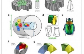 ep forma geometrica nueva escutoide descubiertacientificos espanoles