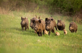 ep group of wild boars ep group of wild boars