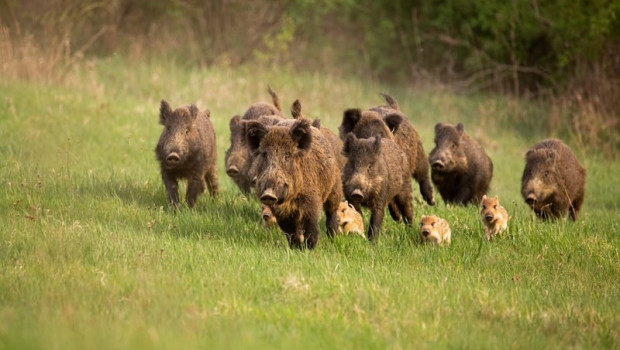 ep group of wild boars ep group of wild boars