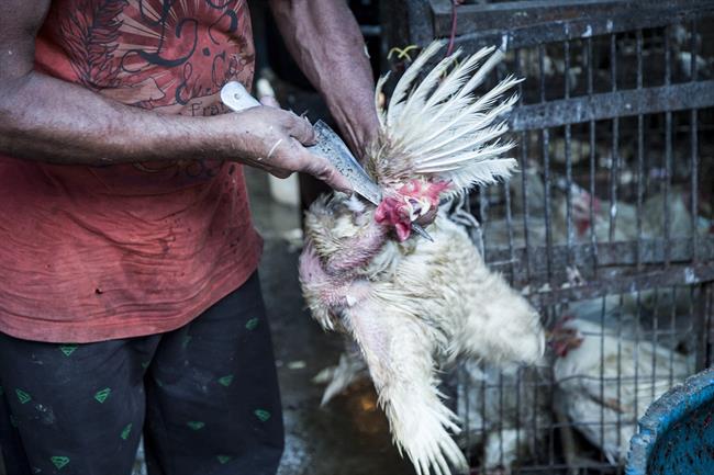 Igualdad Animal denuncia el maltrato en granjas de pollos en India | IGUALDAD ANIMAL ep igualdad animal denunciamaltratogranjaspollosindia