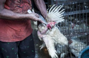 ep igualdad animal denunciamaltratogranjaspollosindia