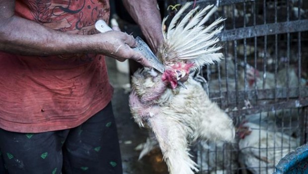 ep igualdad animal denunciamaltratogranjaspollosindia
