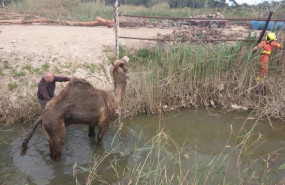 ep rescate de un dromedario en una acequia de alfafar